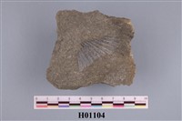 藏品(海扇類化石)的圖片